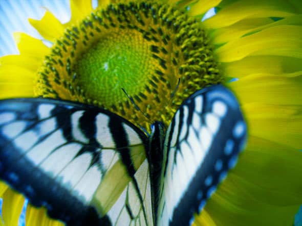 butterfly butterfly